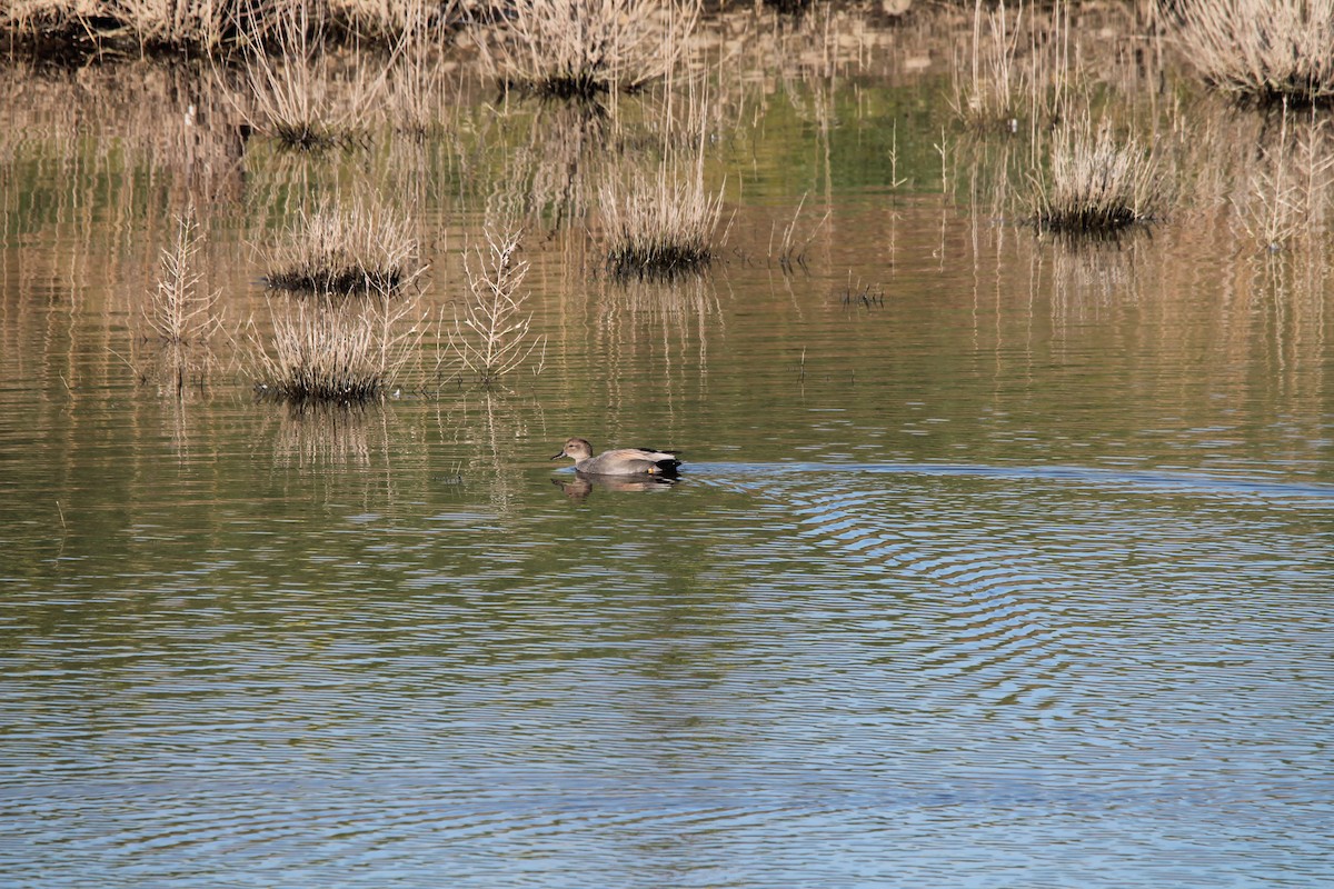 赤膀鴨 - ML413953651