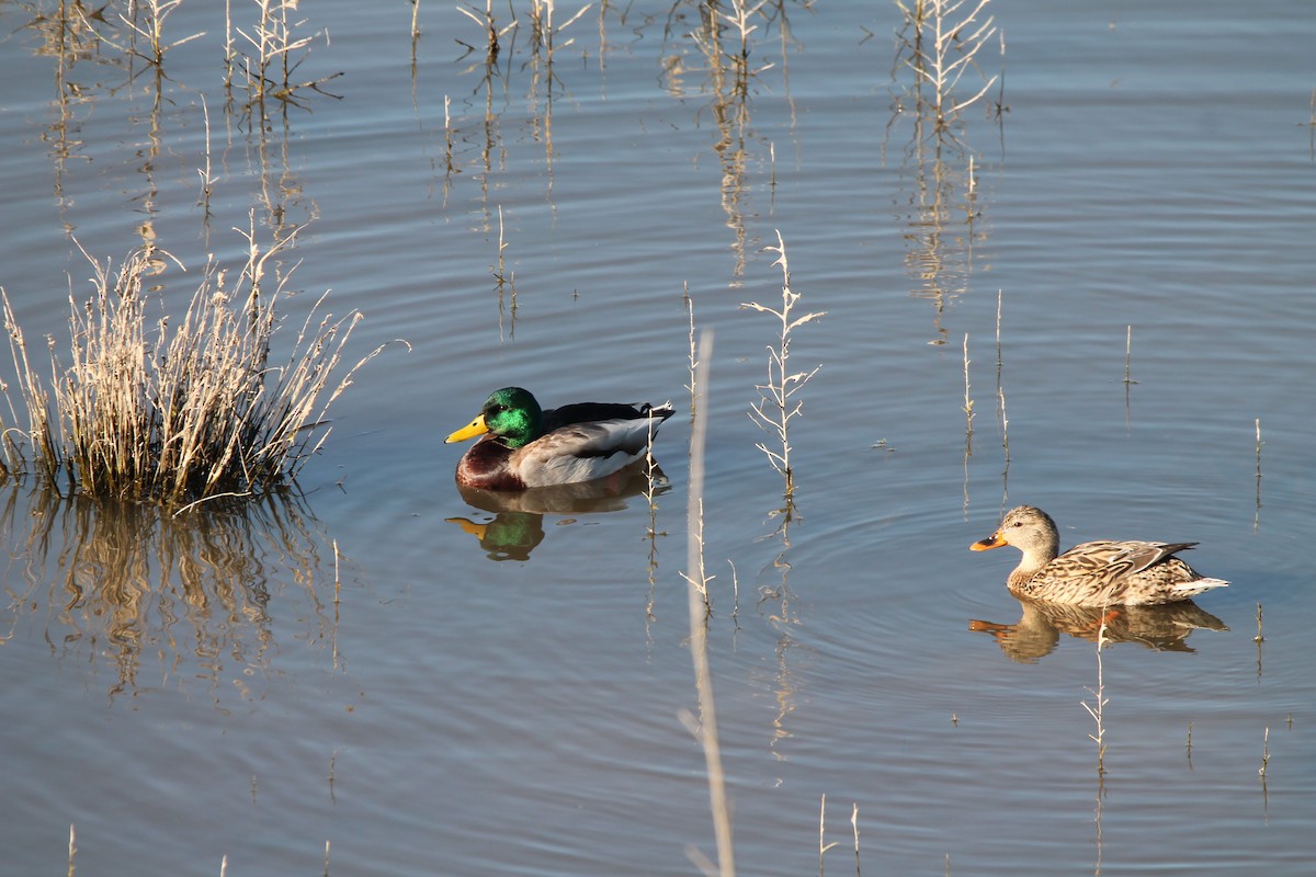 Mallard - Mark Benson