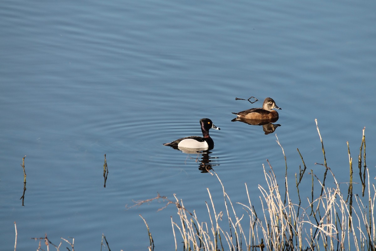 Ring-necked Duck - ML413954121