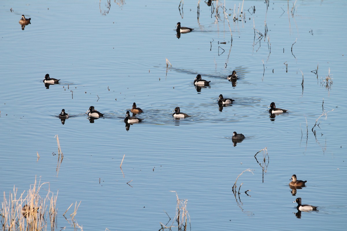 Ring-necked Duck - ML413954141