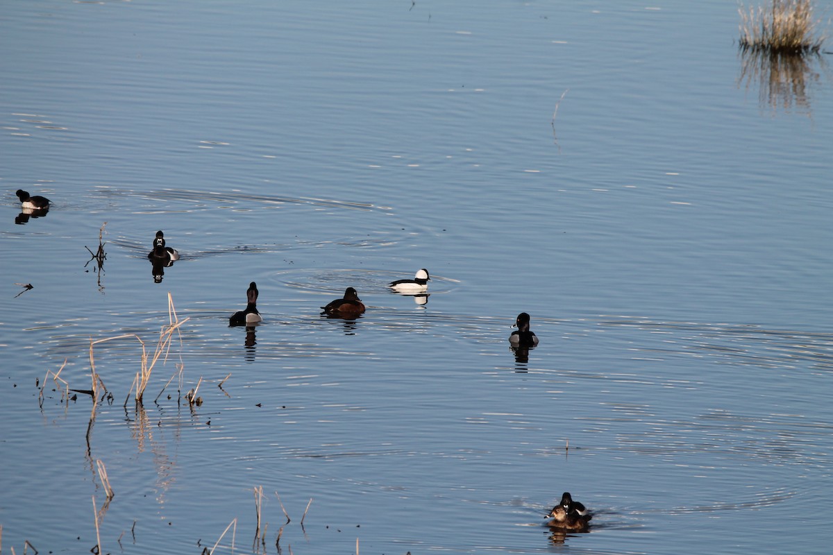 Ring-necked Duck - ML413954161