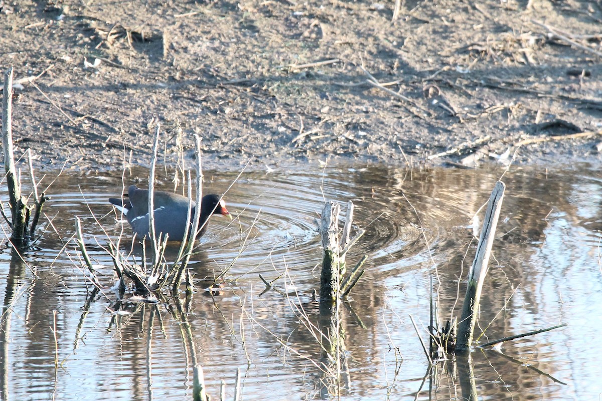 Common Gallinule - ML413954601