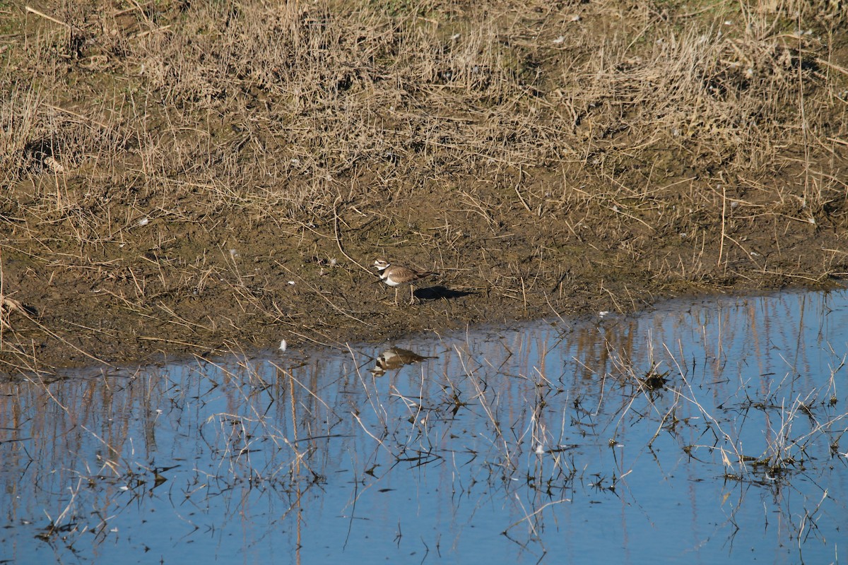 Killdeer - ML413954881