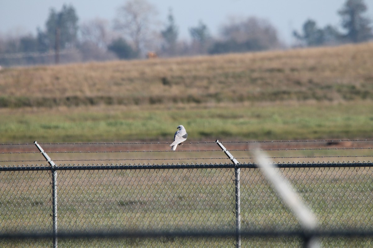 White-tailed Kite - ML413955401