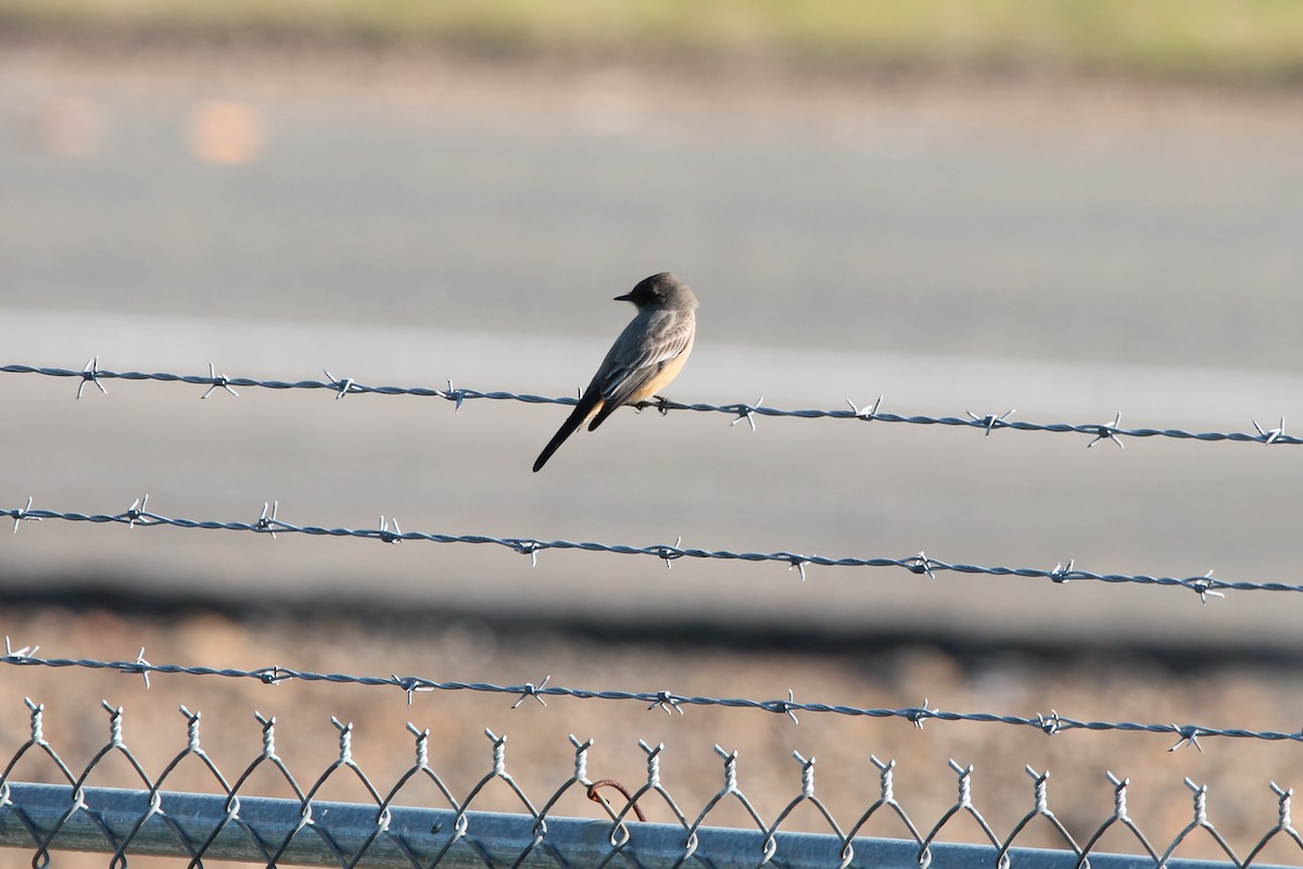 Say's Phoebe - Mark Benson