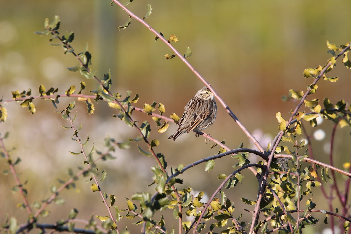 Savannah Sparrow - ML413955691