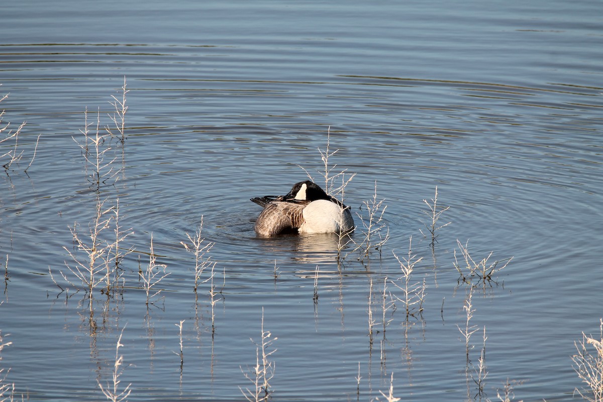 Canada Goose - ML413955981