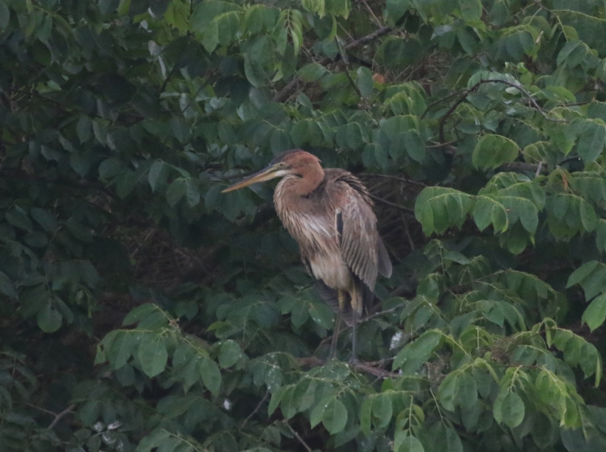 Purple Heron - ML413956161