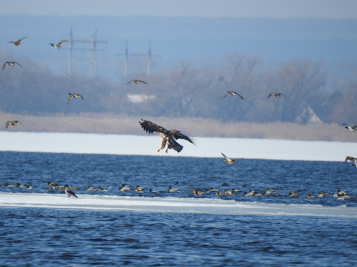 White-tailed Eagle - Igor Kozytsky