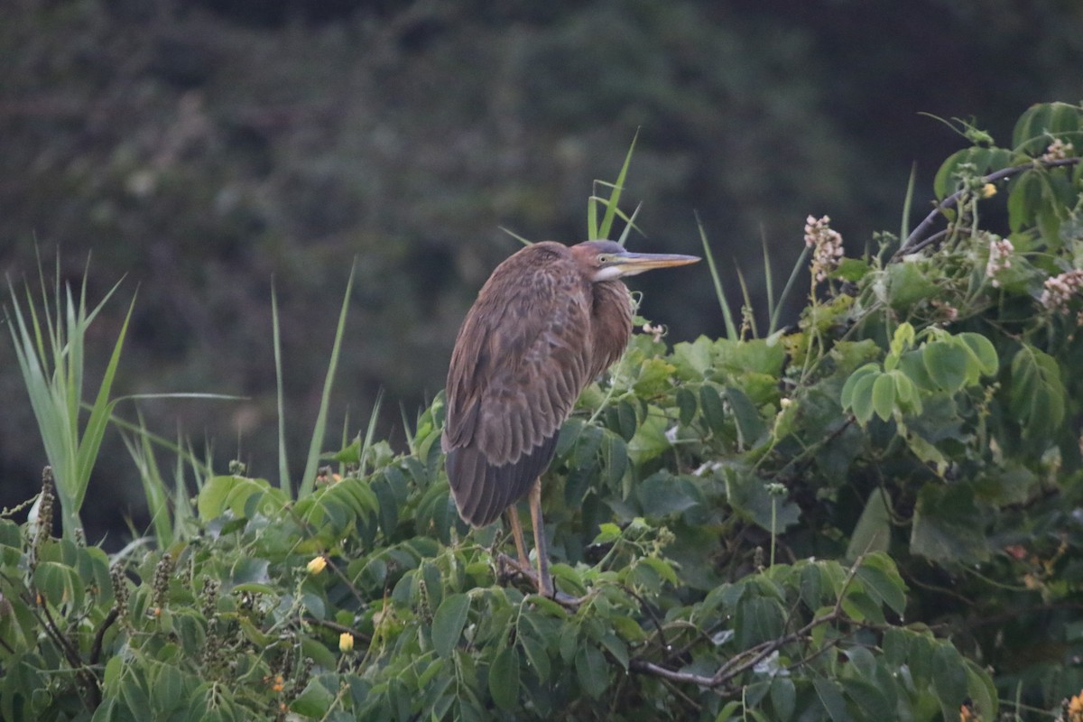 Purple Heron - ML413956301