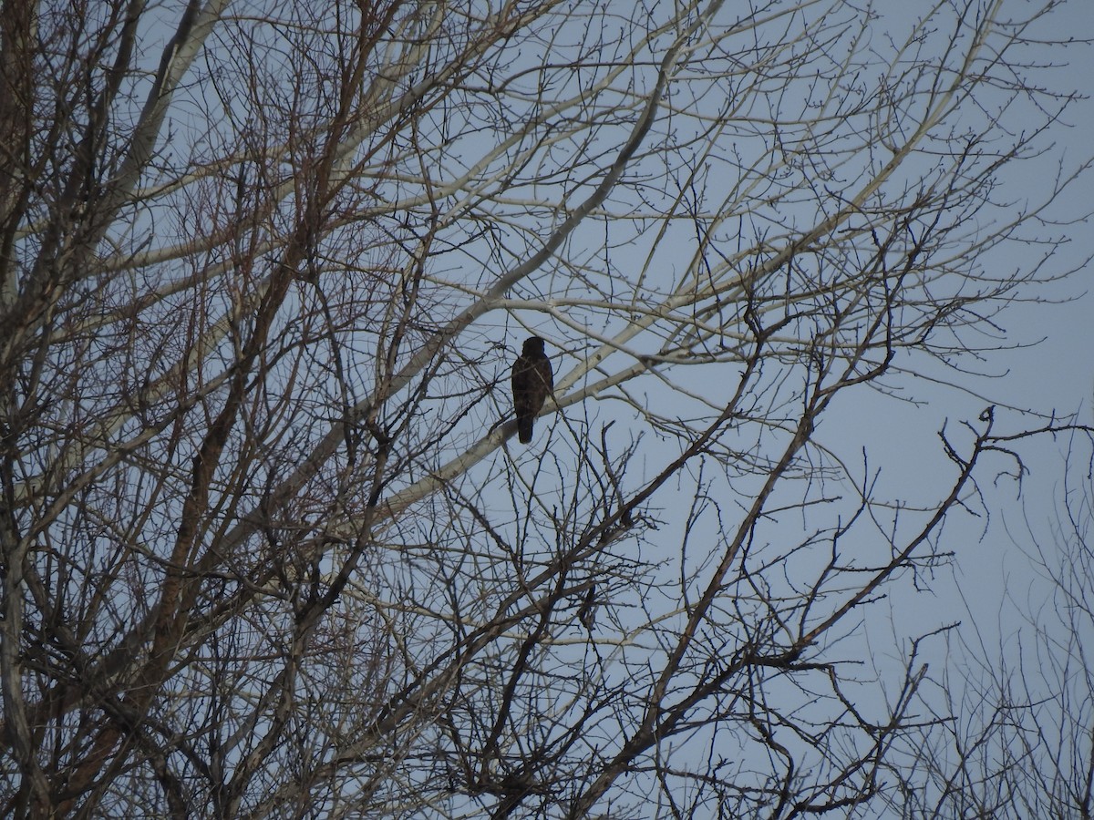 Common Buzzard - ML413956411