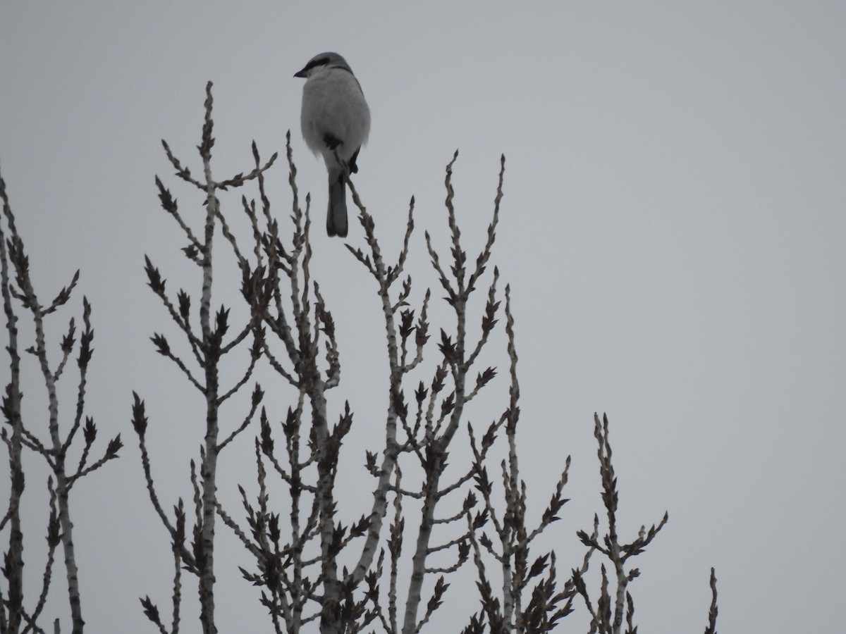 Great Gray Shrike - ML413956511