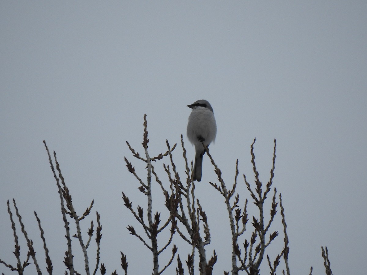 Great Gray Shrike - Igor Kozytsky