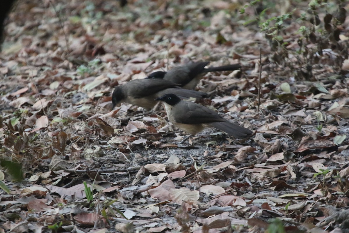 Blackcap Babbler - ML413956611