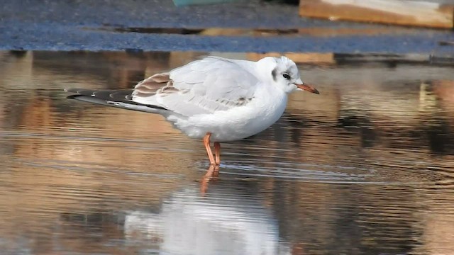 Mouette rieuse - ML413956631