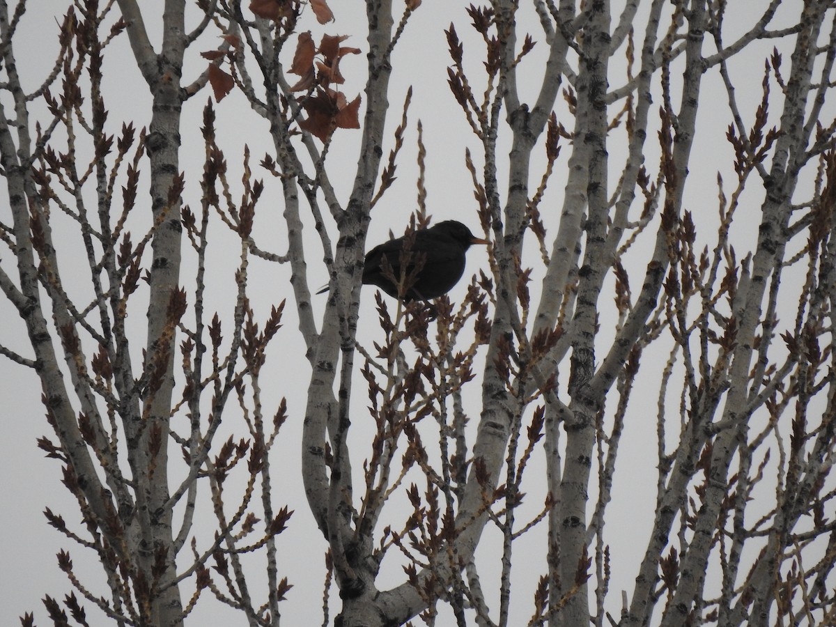 Eurasian Blackbird - ML413956701