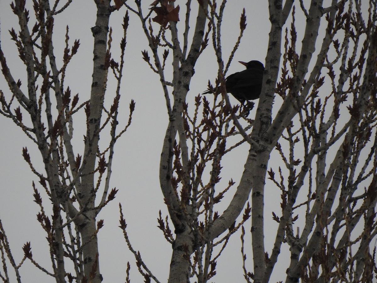 Eurasian Blackbird - ML413956711