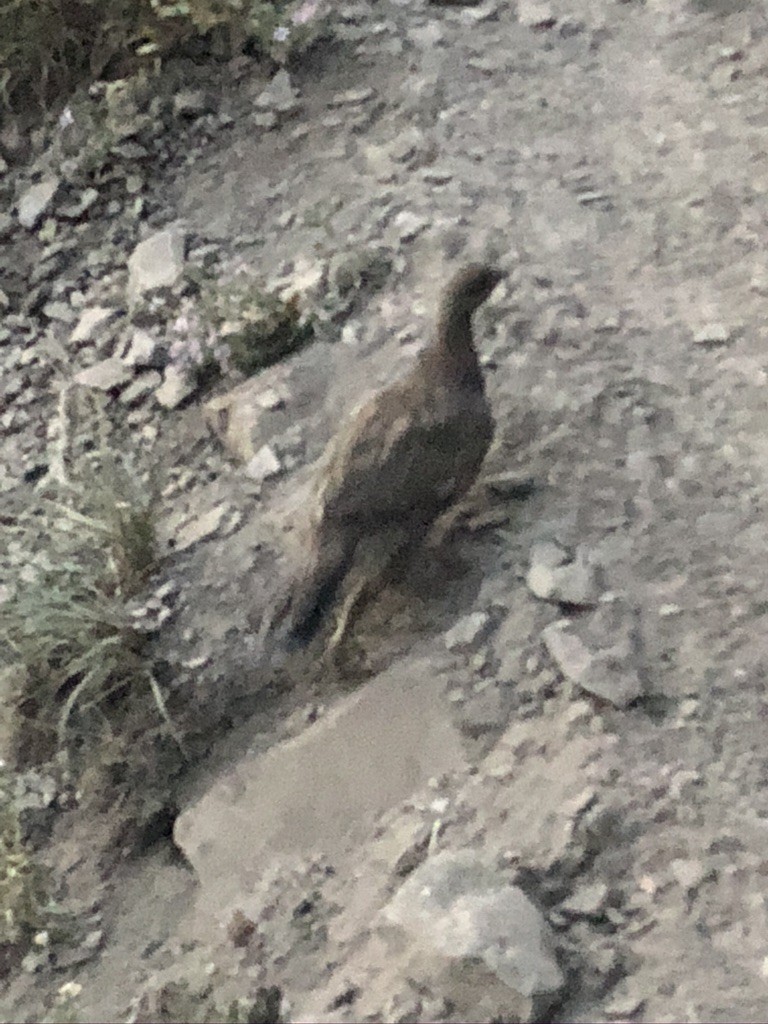 Dusky Grouse - ML413957071