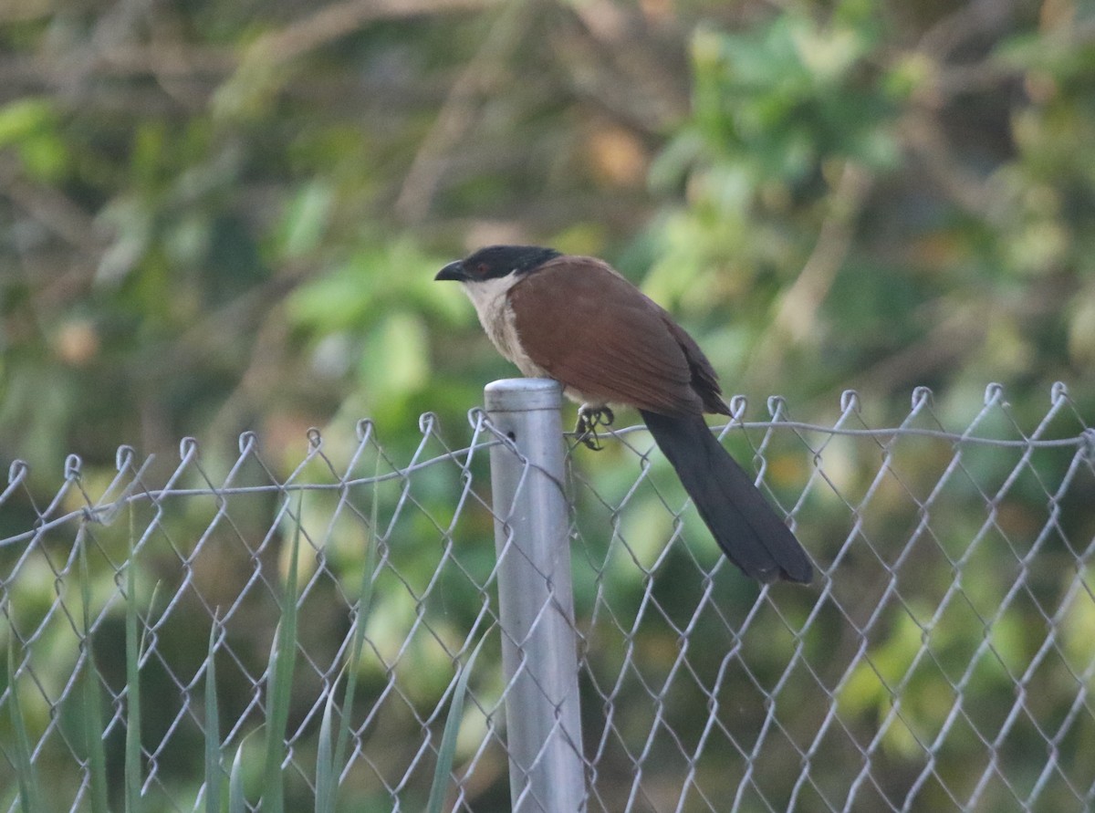 Senegal Coucal - ML413957301