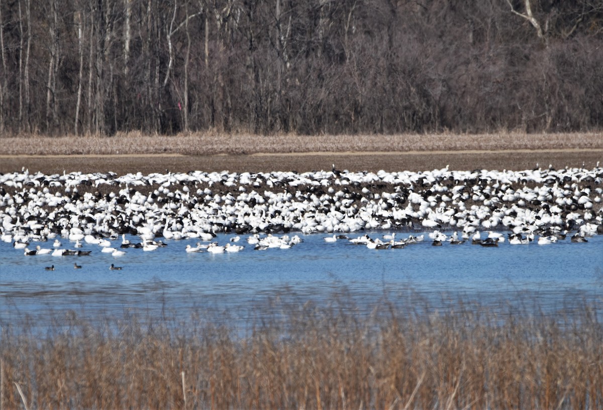 Snow Goose - ML413957781