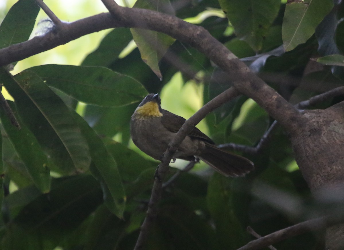 Yellow-gorgeted Greenbul - ML413957811