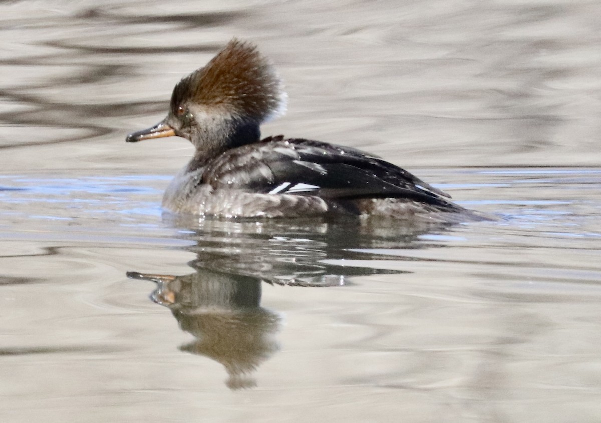 Hooded Merganser - ML413958621