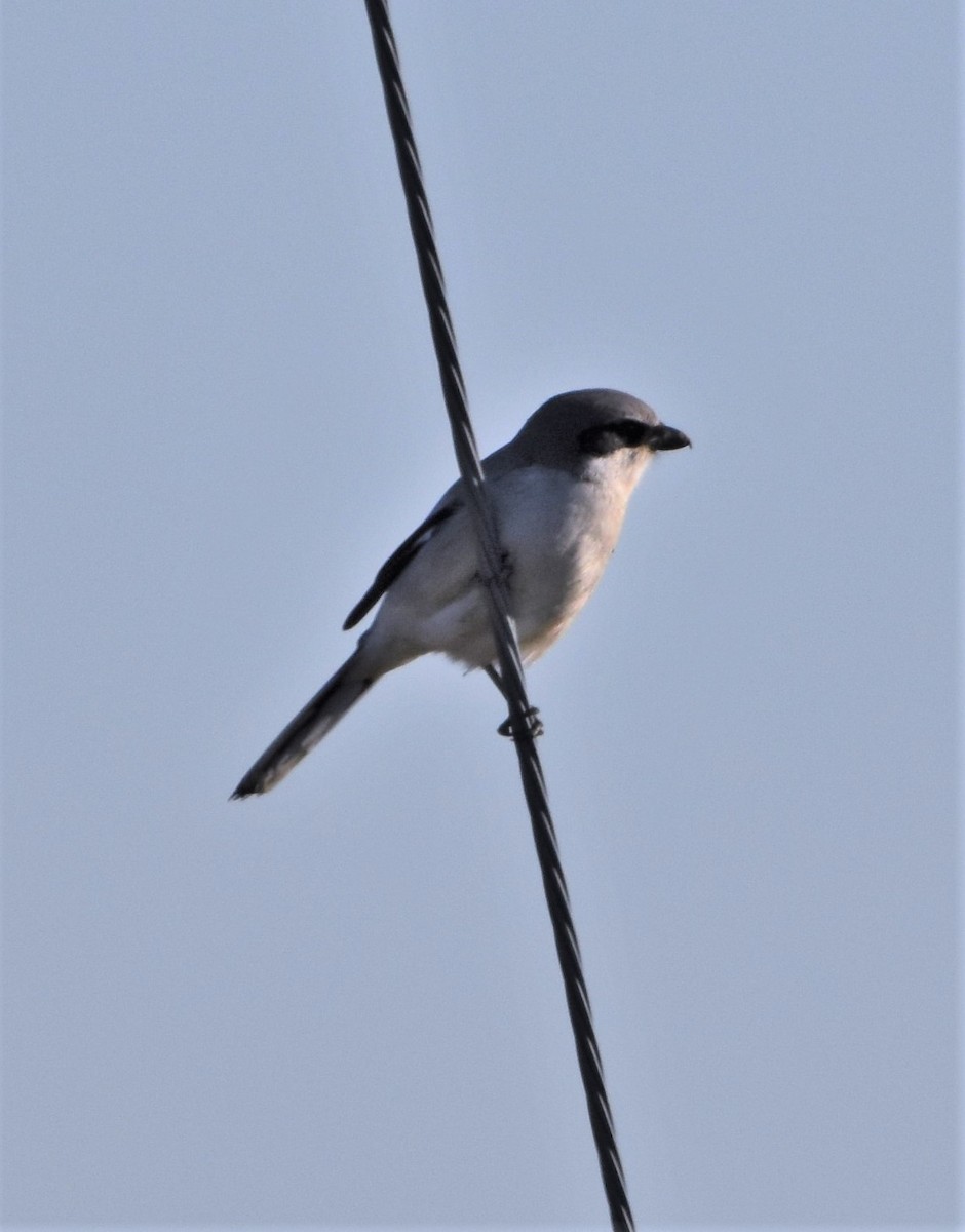 Loggerhead Shrike - ML413958881