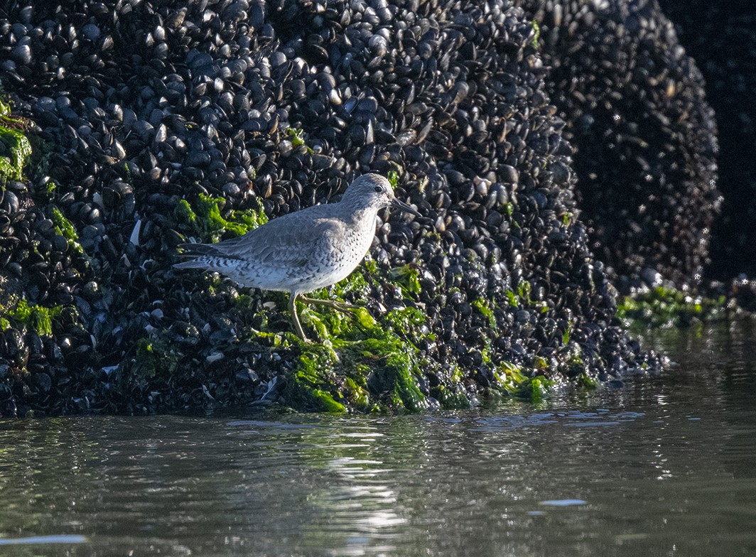 Red Knot - ML413959281