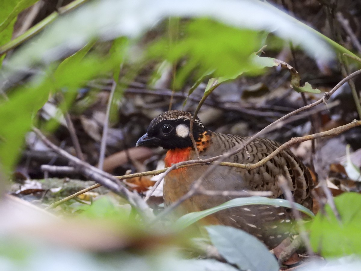 Hainan Partridge - ML413961471