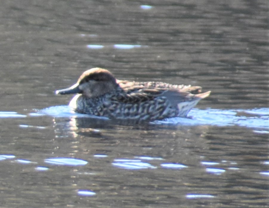 Green-winged Teal - ML413962731