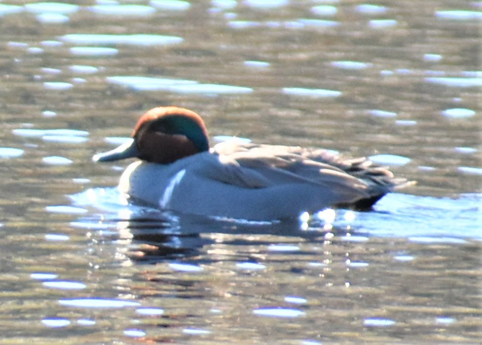 Green-winged Teal - ML413962741