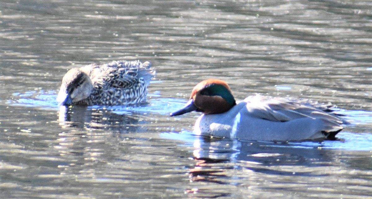 Green-winged Teal - ML413962761