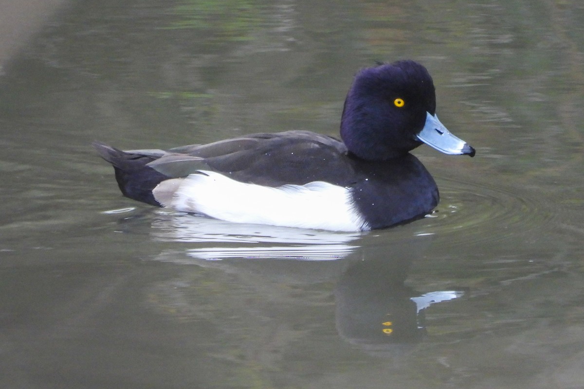 Tufted Duck - ML413963601