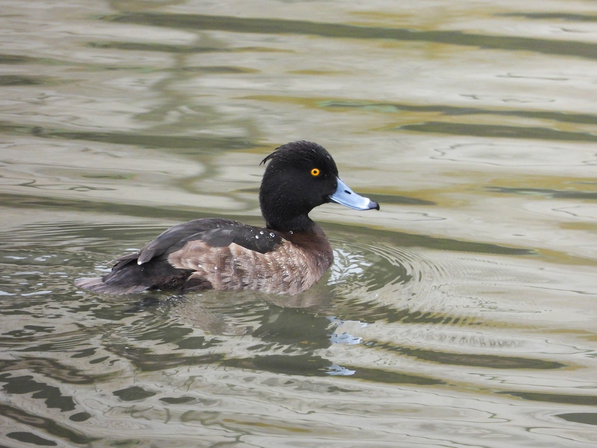 Tufted Duck - ML413963611