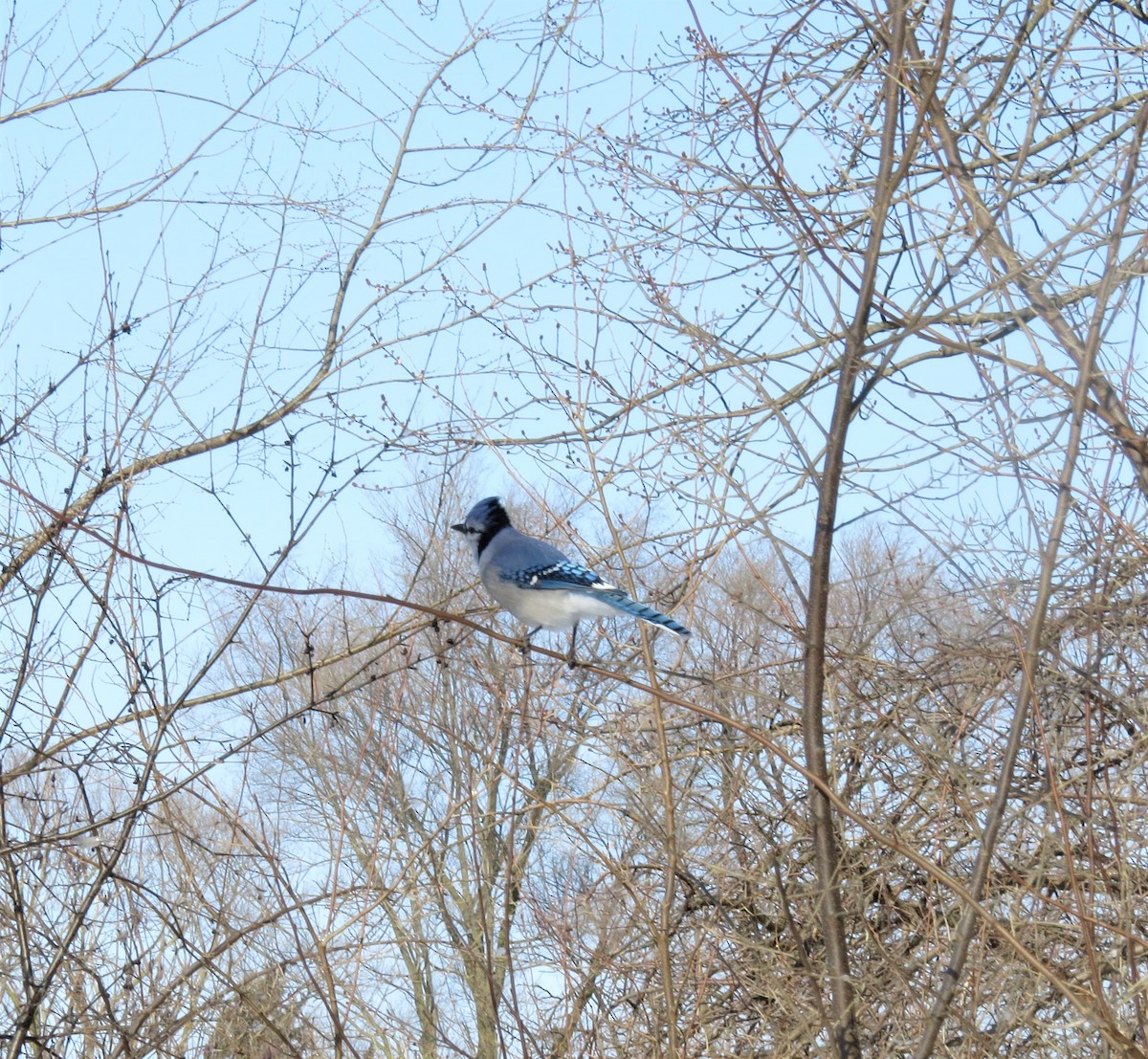 Blue Jay - Susan Cooper