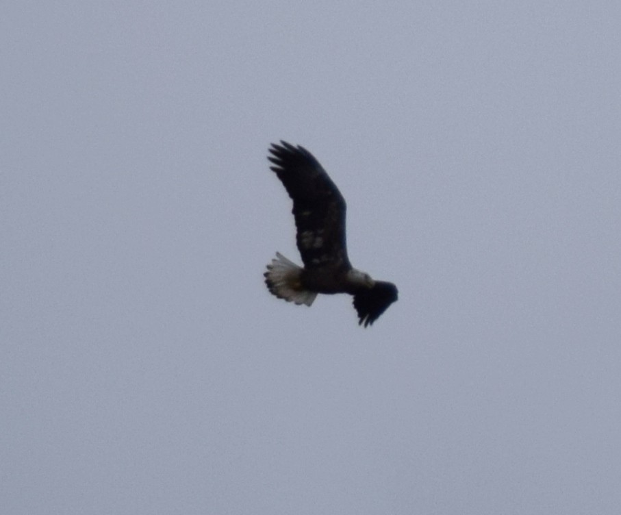 Bald Eagle - ML41396441