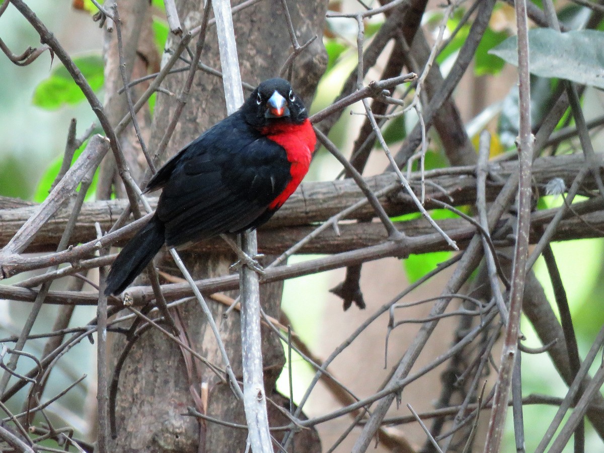Western Bluebill - ML413964421