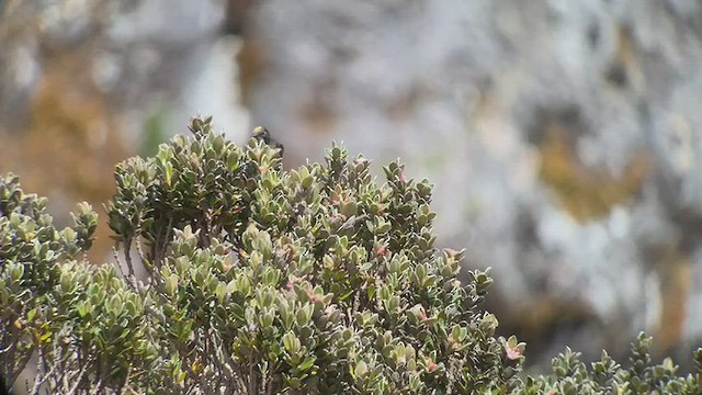 Black-backed Thornbill - ML413965201