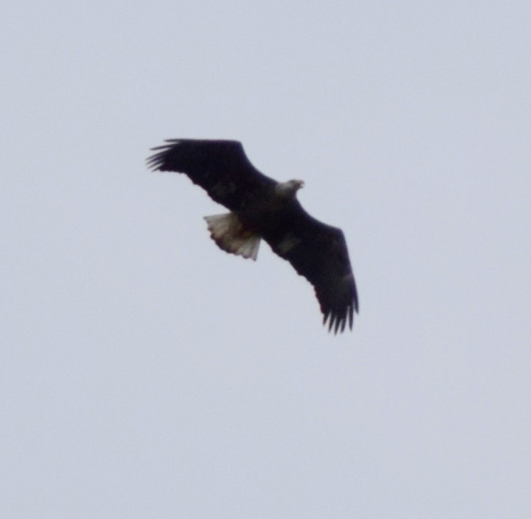 Bald Eagle - Megan and Patrick Blythe