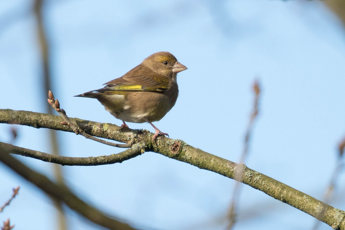 European Greenfinch - ML413966461