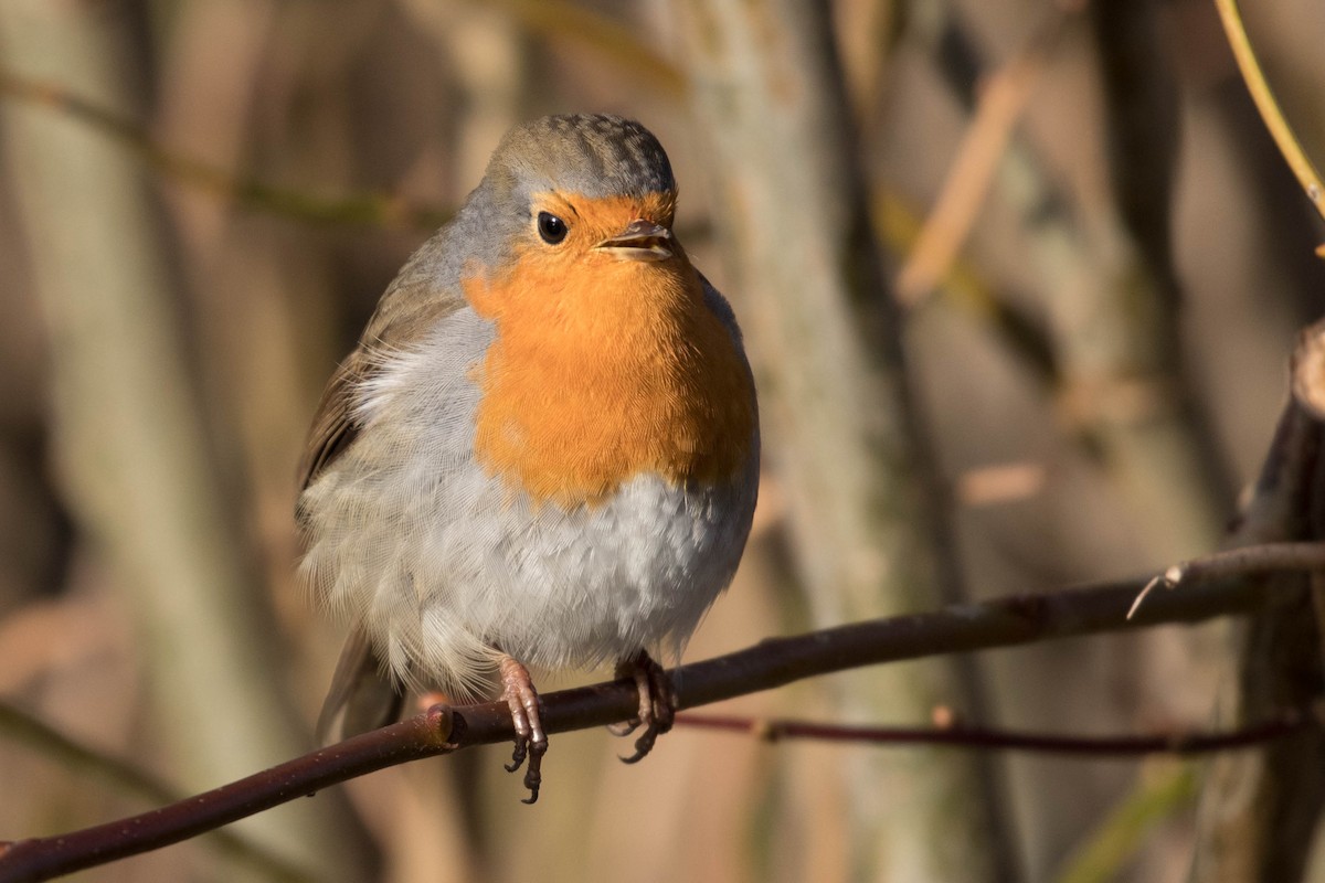 European Robin - ML413966661