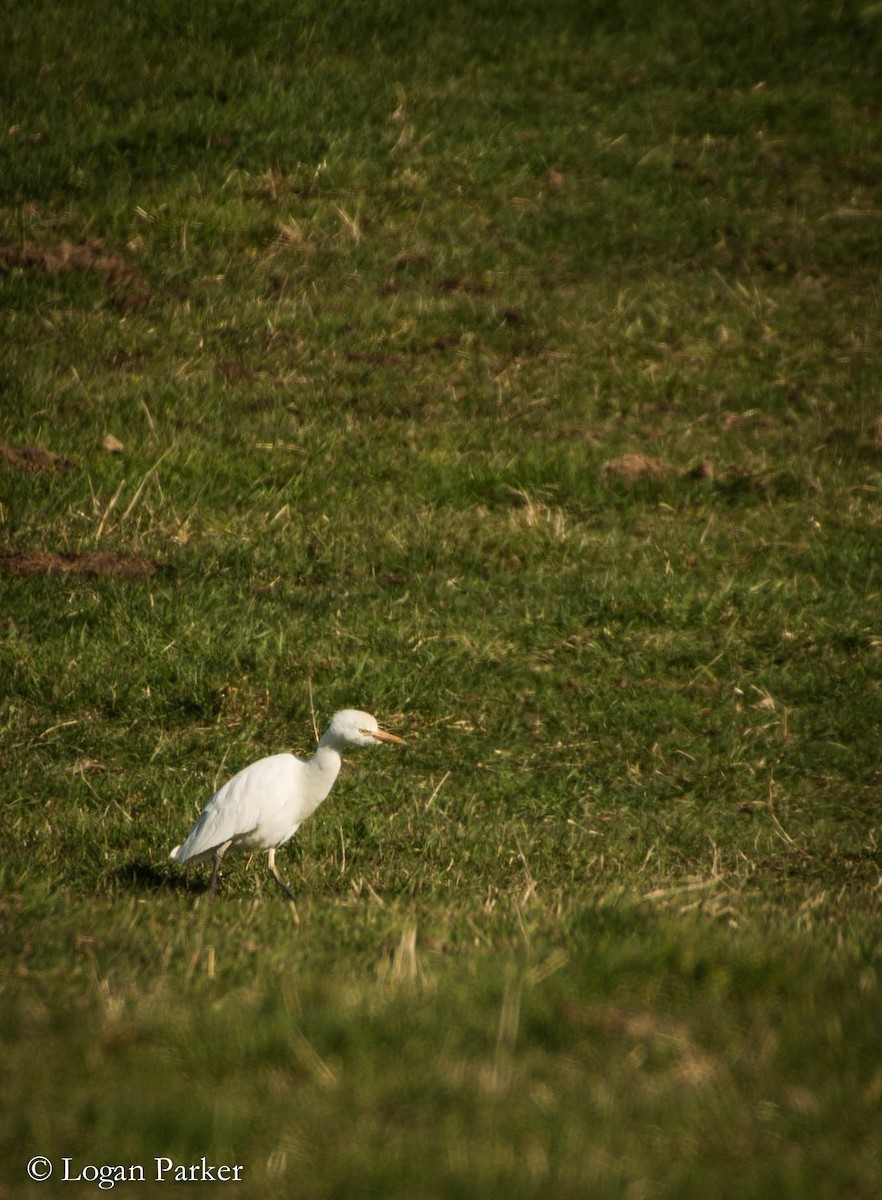 Western Cattle Egret - ML41396671