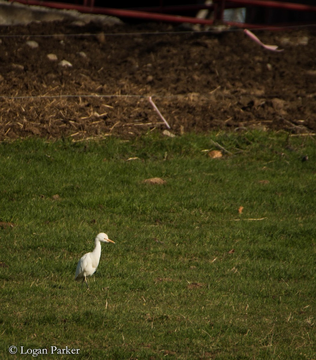 Western Cattle Egret - Logan Parker