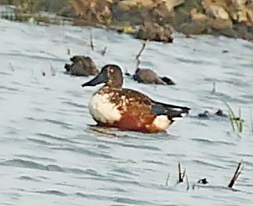 Northern Shoveler - ML413967041