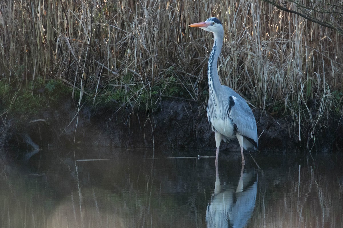 Gray Heron - ML413967151