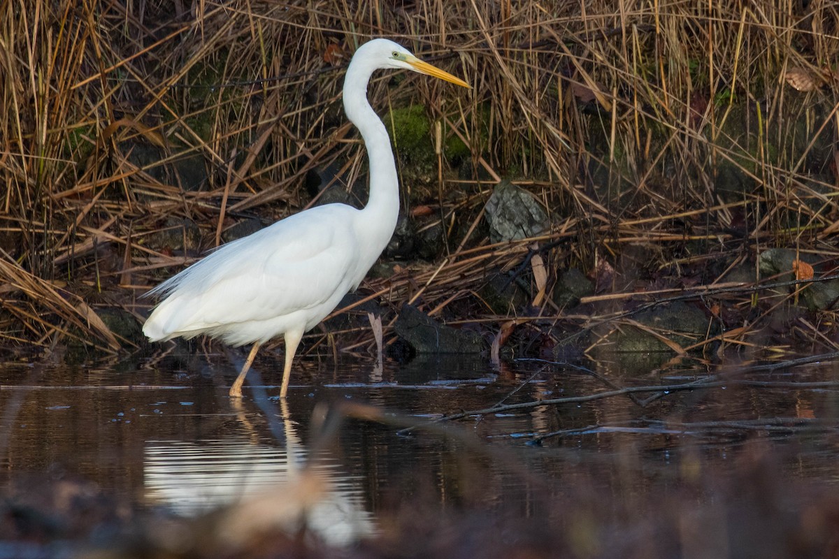 Great Egret - ML413967201