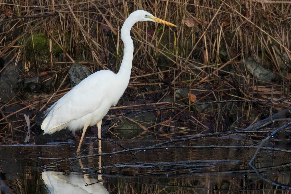 Great Egret - ML413967211