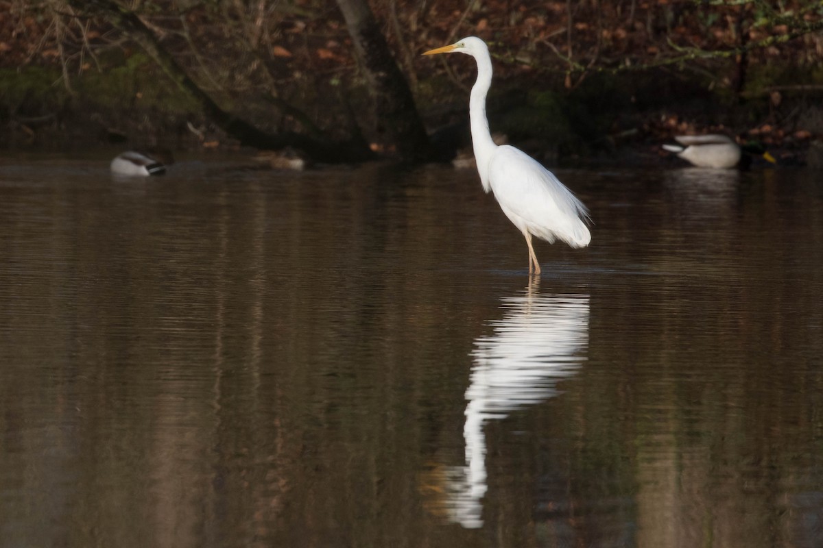 Great Egret - ML413967231