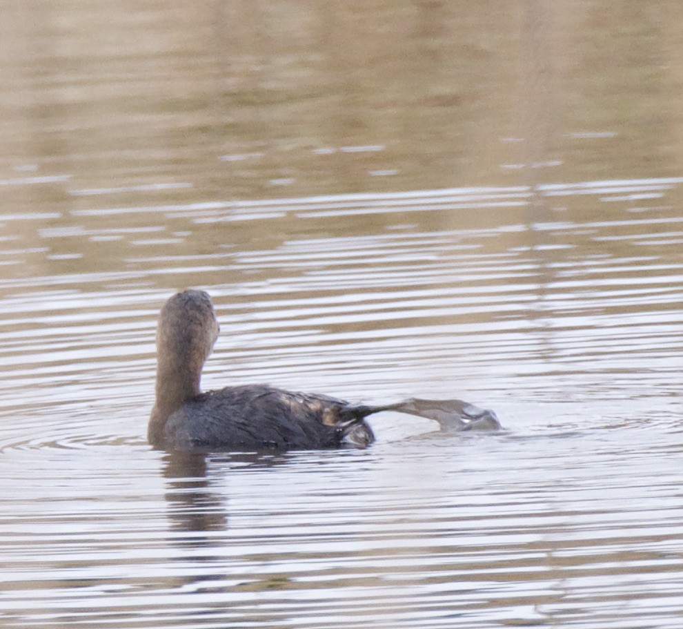 Pied-billed Grebe - ML413967291