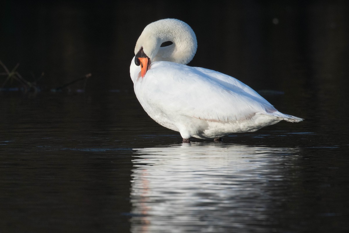 Mute Swan - ML413967301